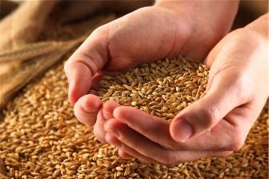 Аграрии Чебоксарского района готовят семена яровых зерновых и зернобобовых культур к севу