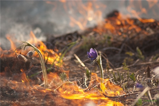Чем грозит сжигание сухой травы?