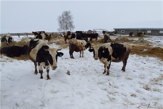 Работники животноводческих ферм дежурят круглосуточно