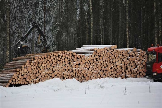 Утвержден новый порядок определения характеристик древесины и ее учета