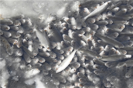 Министерство природных ресурсов и экологии Чувашской Республики по ситуации с замором рыбы в Чебоксарском заливе сообщает следующее