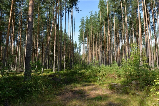 Напоминание о необходимости внесения арендной платы по договорам аренды лесных участков