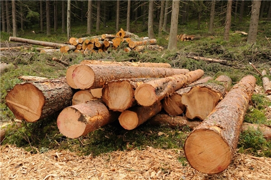 Внимание! Нецелевое использование гражданами древесины не допускается!