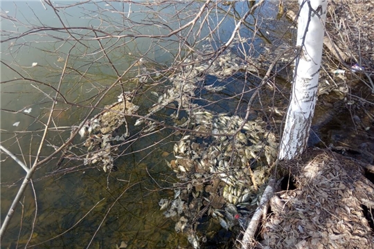 Комментарий Минприроды Чувашии по фактам гибели рыбы в водных объектах республики