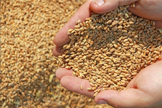 В сельхозорганизациях республики семена яровых зерновых и зернобобовых культур засыпаны в объеме 44,5 тыс. тонн.