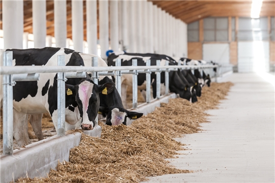 Инвестиционные проекты Чувашии в сфере молочного животноводства получат федеральную поддержку 
