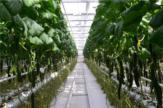Объем урожая овощей в тепличных комплексах республики превышает прошлогодние показатели на 32,4%
