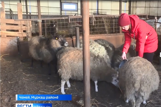 Муркаш районӗнчи сурӑх-качака усракан фермер биогумус хатӗрлет