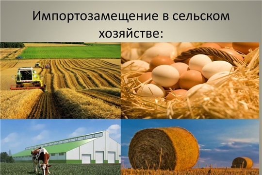Олег Николаев определил задачи по импортозамещению в аграрной отрасли