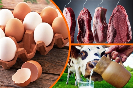 Производство яиц в Чувашии увеличилось на 4,8%