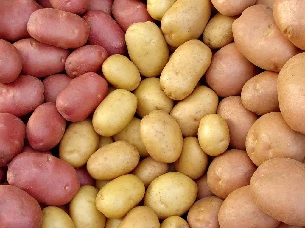 26 сортов семенного картофеля будет предложено покупателям на отраслевой выставке «Картофель-2022»