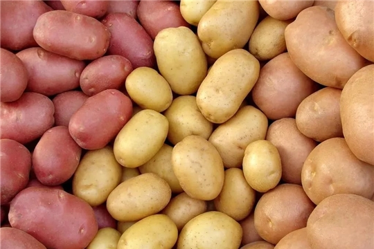 В первый день выставки "Картофель - 2022" жителям республики реализовано более 35 тонн семенного картофеля 