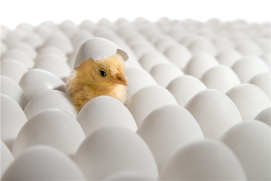 Россельхознадзор с 4 марта разрешил поставки инкубационных яиц и суточных цыплят с ряда предприятий ЕС