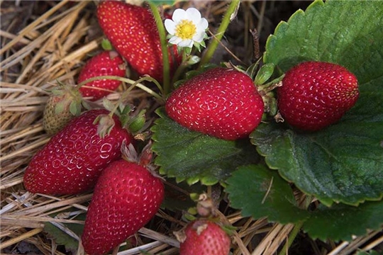 «Мы видим хорошие перспективы в импортозамещении ягодной продукции»