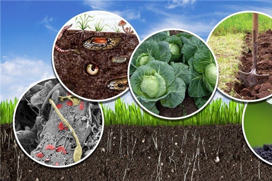Важнейшей задачей аграриев является сохранение и повышение плодородия почв 
