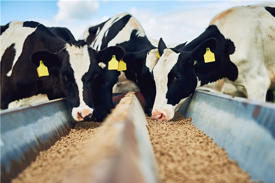 В Чувашии в нынешнем году реализуется 48 инвестпроектов в молочном животноводстве