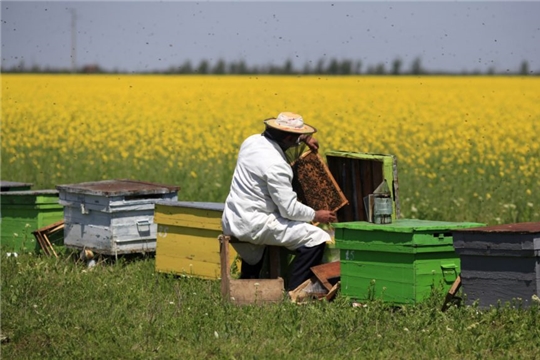 Предотвращение отравления пчел пестицидами и агрохимикатами