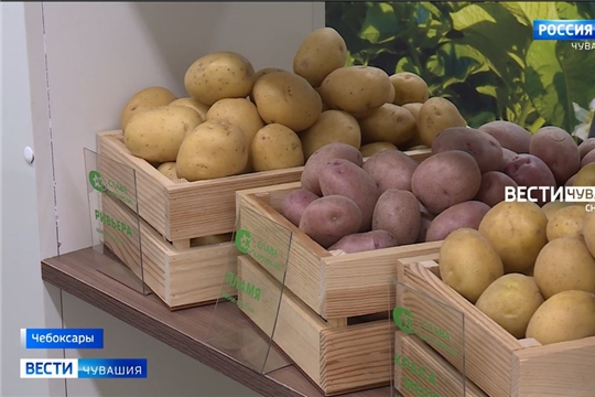 В Чебоксарах открылась межрегиональная выставка "Картофель-2022"