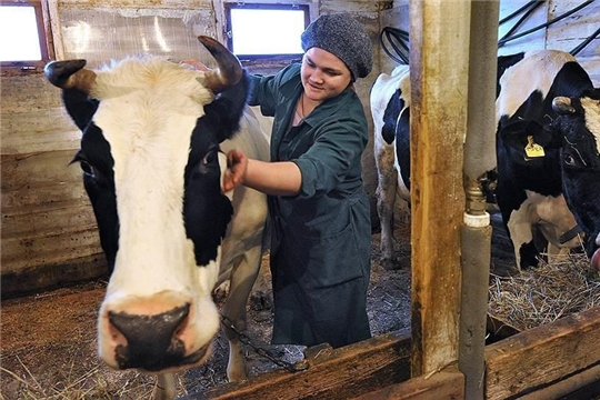 В этом году субсидии на содержание коров в Чувашии будут получать только самозанятые