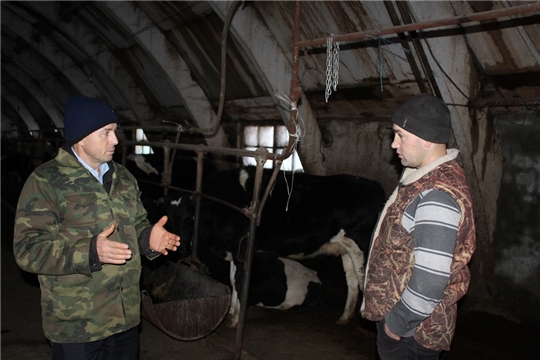Заместитель главы администрации Урмарского района Н.Николаев ознакомился с ходом зимовки скота в КФХ "Игнатьев А.Ю."