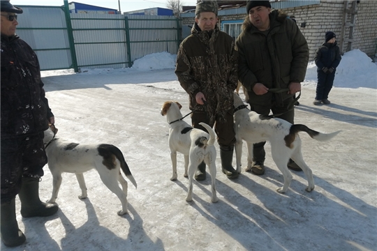 Состоялась 5-ая Урмарская районная выводка охотничьих собак