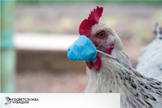Эпизоотическая ситуация по гриппу птиц на территории Российской Федерации