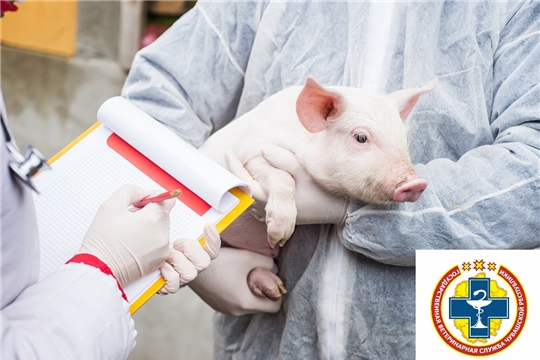 Минсельхоз внес изменения в ветеринарные правила по африканской чуме свиней (АЧС)
