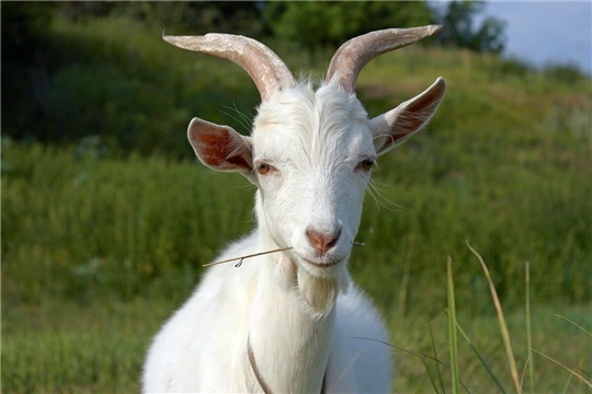 Новые ветеринарные правила по артриту-энцефалиту коз (АЭК) подготовили в Минсельхозе