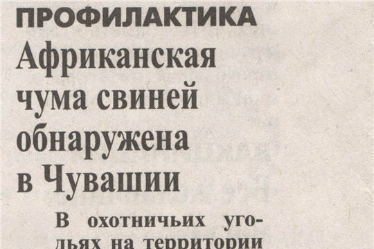 Африканская чума свиней обнаружена в Чувашии