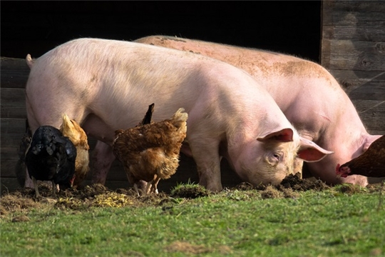 Эпизоотическая ситуация по африканской чуме свиней продолжает быть напряженной