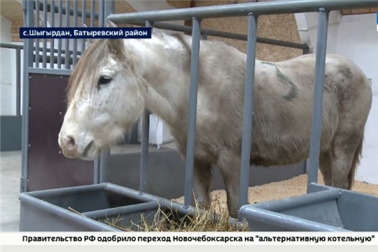 В селе Шыгырдан Батыревского района открылась новая лошадиная ферма