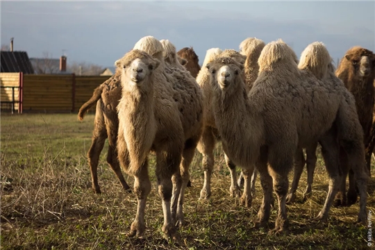 В Козловском районе построят минифермы с верблюдами
