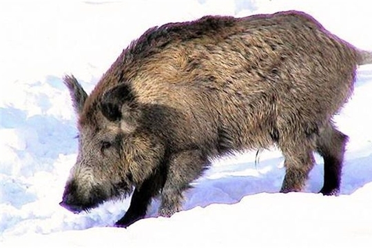 На территории Красночетайского района выявлен очаг африканской чумы свиней