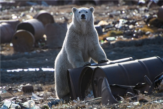 Россия без мусора: ВООП и National Geographic запускают совместный спецпроект
