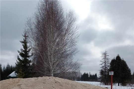 В Шумерлинском лесничестве созданы снежные бурты для консервации посадочного материала