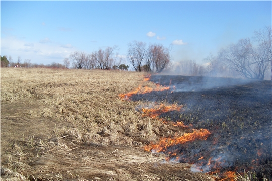 За сжигание травы фермеров оставят без субсидий