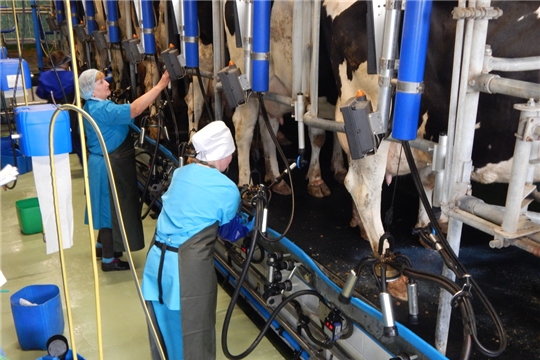 12-13 мая состоится республиканский конкурс зоотехников - селекционеров и мастеров машинного доения коров