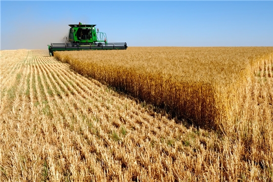 Аграрии Чувашии смогут возмещать до 50% затрат на производство и реализацию зерновых культур.
