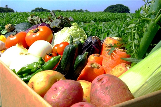 Производство овощей закрытого грунта в Чувашии выросло в 2,4 раза
