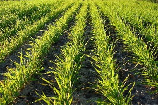 Площадь сева зерновых культур превышает прошлогодний показатель на 25,6 тыс. га