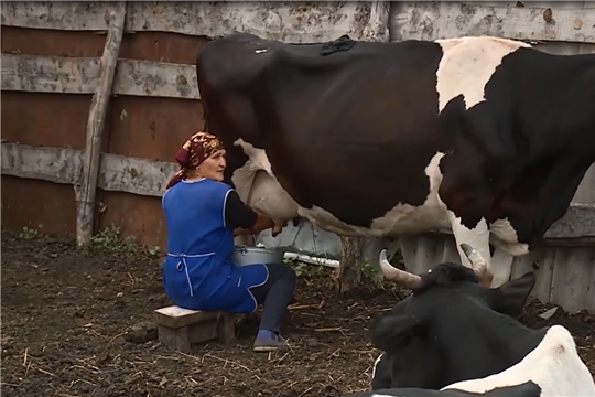 В Чувашии на поддержку владельцев коров выделили 171 млн рублей