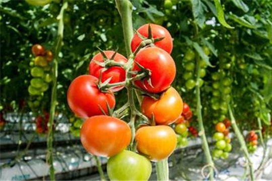 Объем урожая овощей в тепличных комплексах республики превышает прошлогодние показатели на 65%