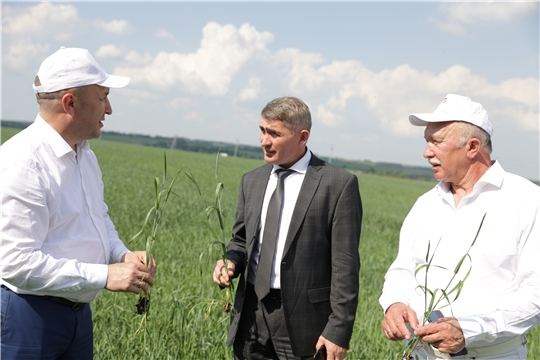 На 31 мая на полях республики посеяно 204,7 тыс. га яровых зерновых и зернобобовых культур