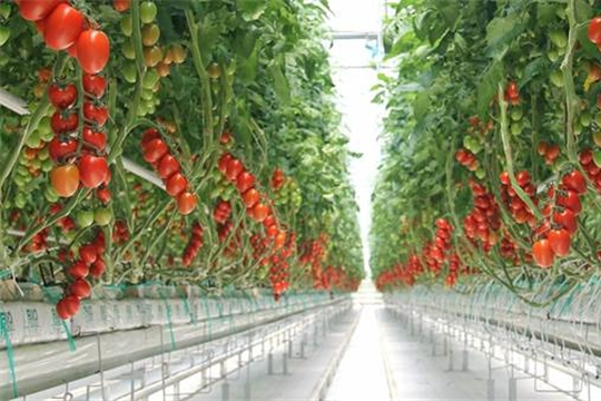 Объем урожая овощей в тепличных комплексах Чувашии превышает прошлогодние показатели в 1,5 раза