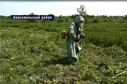 В Чувашии уничтожают борщевик Сосновского