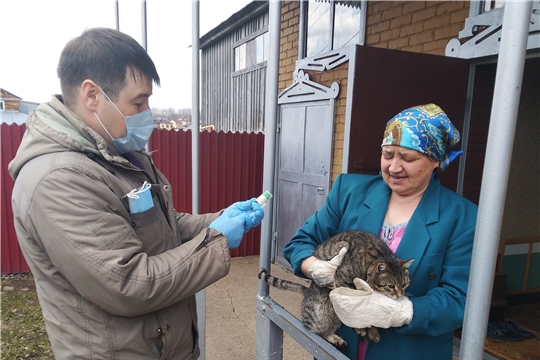 В деревне Чандрово организована вакцинация животных против бешенства