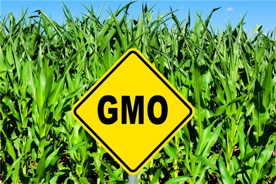 Почему ГМО приводит к проблемам со здоровьем?