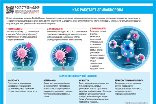 О принципах работы вакцины «ЭпиВакКорона»