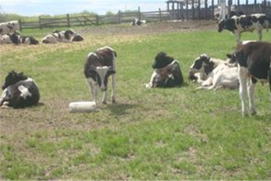 В крестьянских  фермерских хозяйствах  Шемуршинского района продолжается вывод на пастбища и в летние лагеря молодняка крупного рогатого скота