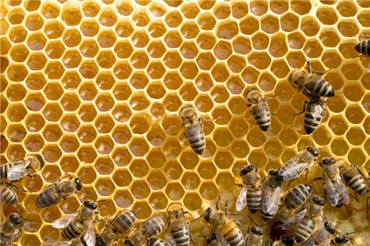 На заметку пчеловодам и сельхозтоваропроизводителям